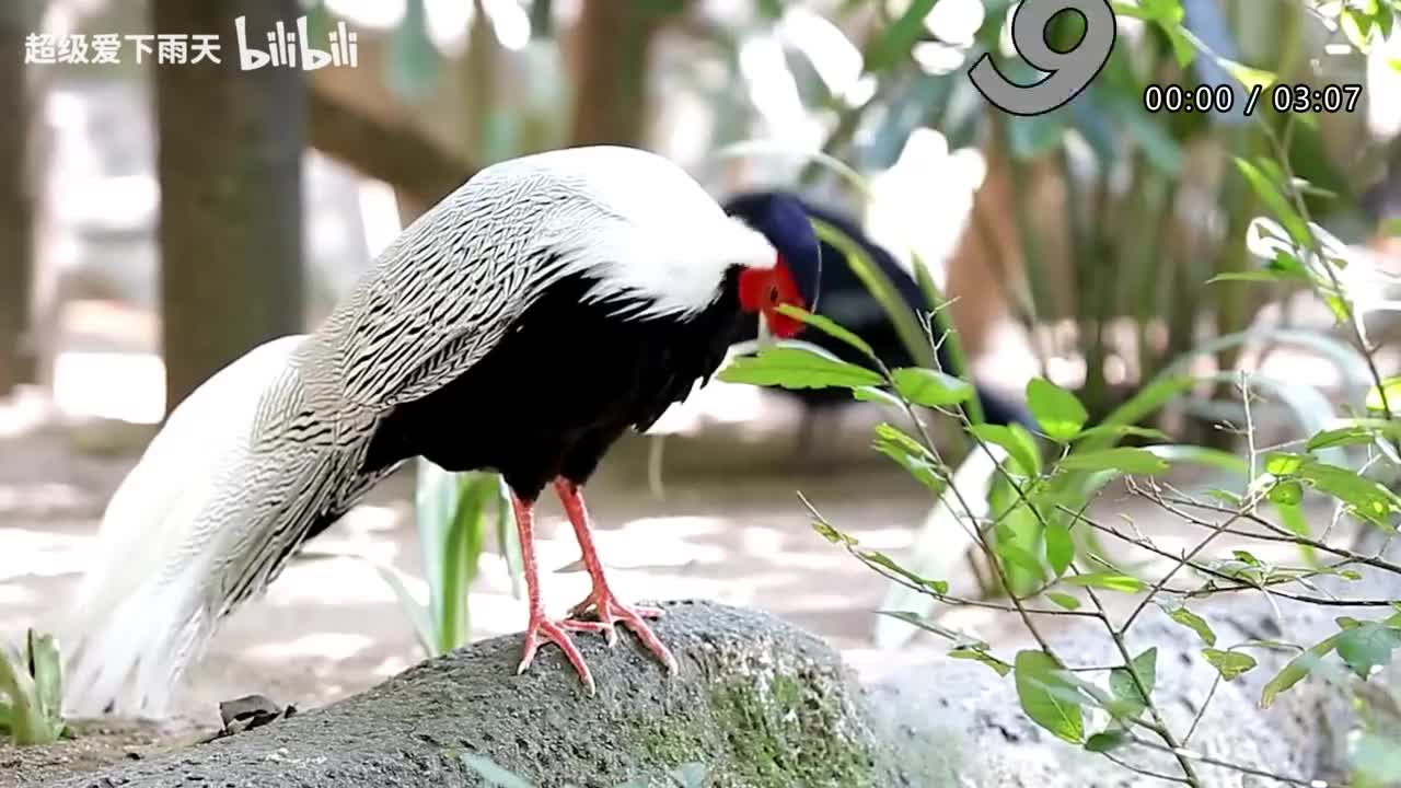 043.李斯丹妮-大家一起来