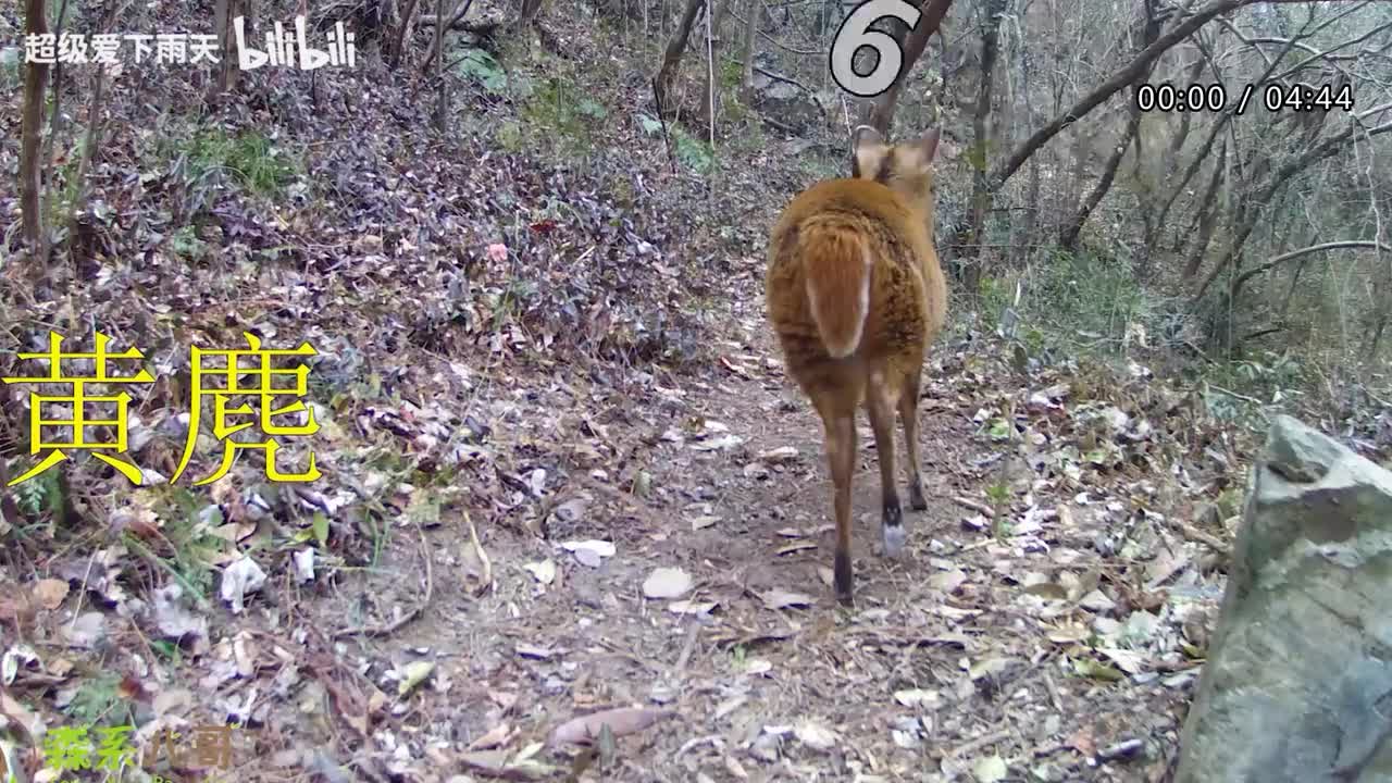 049.谭咏麟-突然想爱你_留低锁匙
