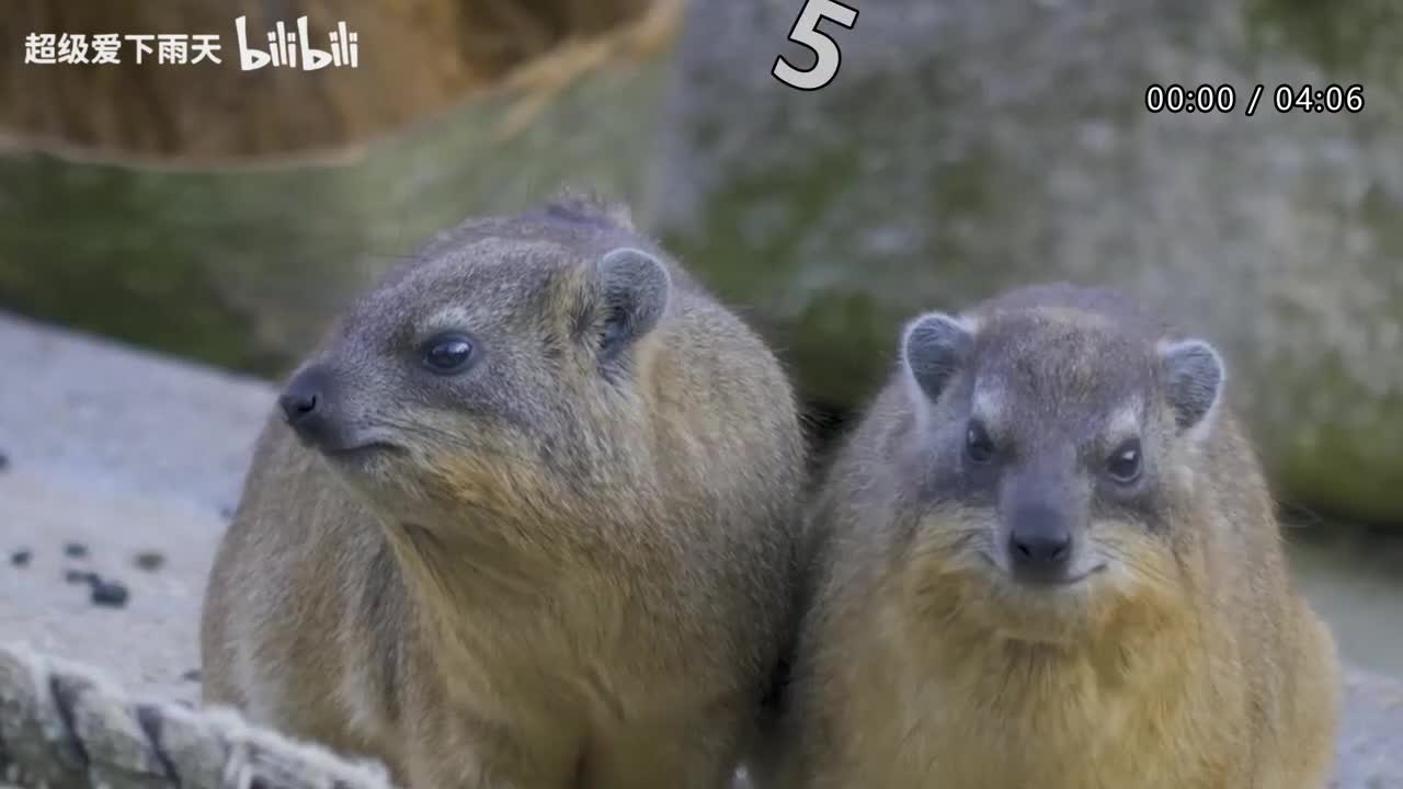 046.林志炫-羞答答的玫瑰静悄悄地开