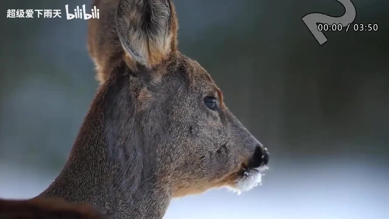 061.胡夏-魔幻季节