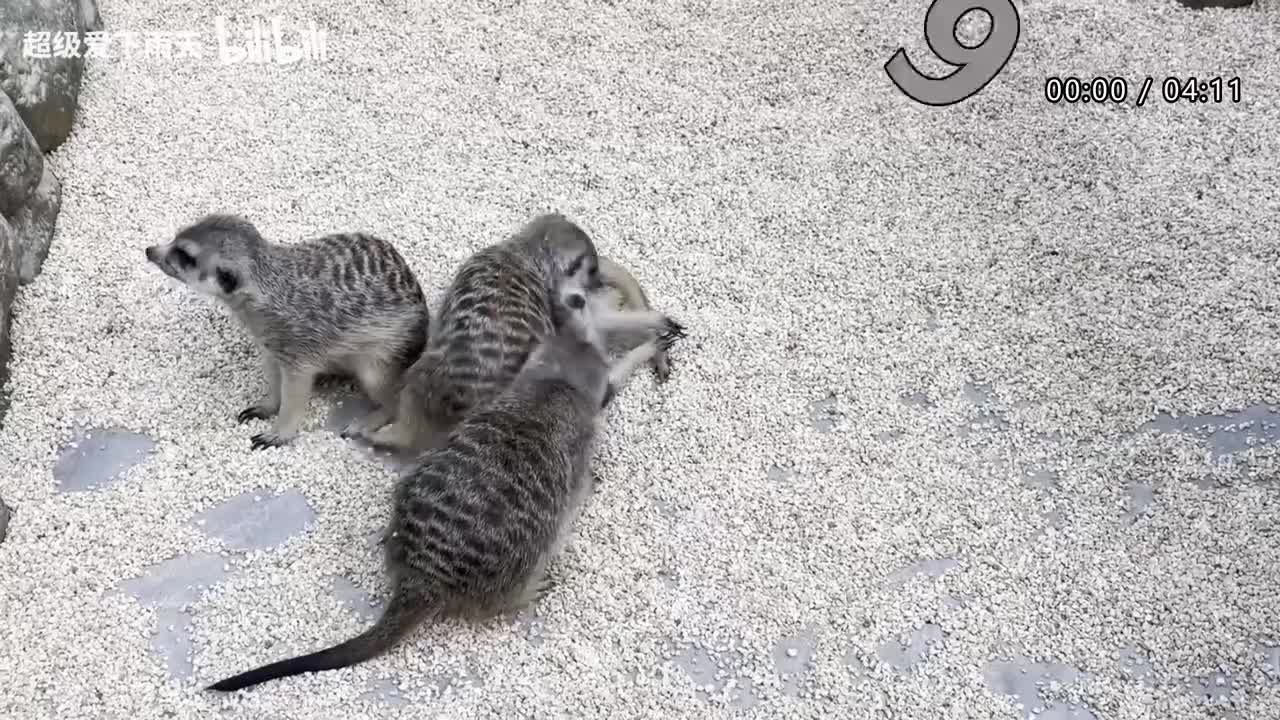 050.房东的猫-美好的昨天