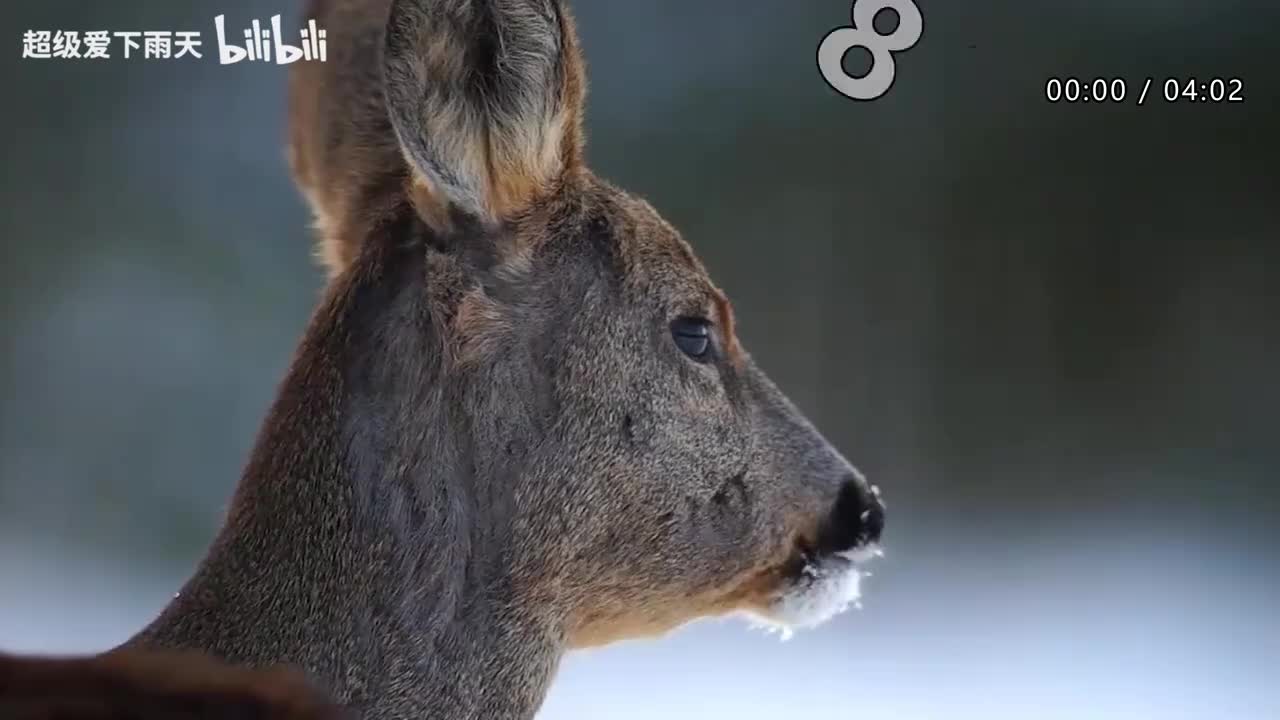 081.许茹芸-冬季到台北来看雨