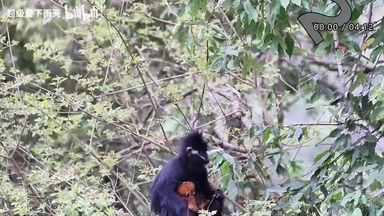 012.梁咏琪-胆小鬼