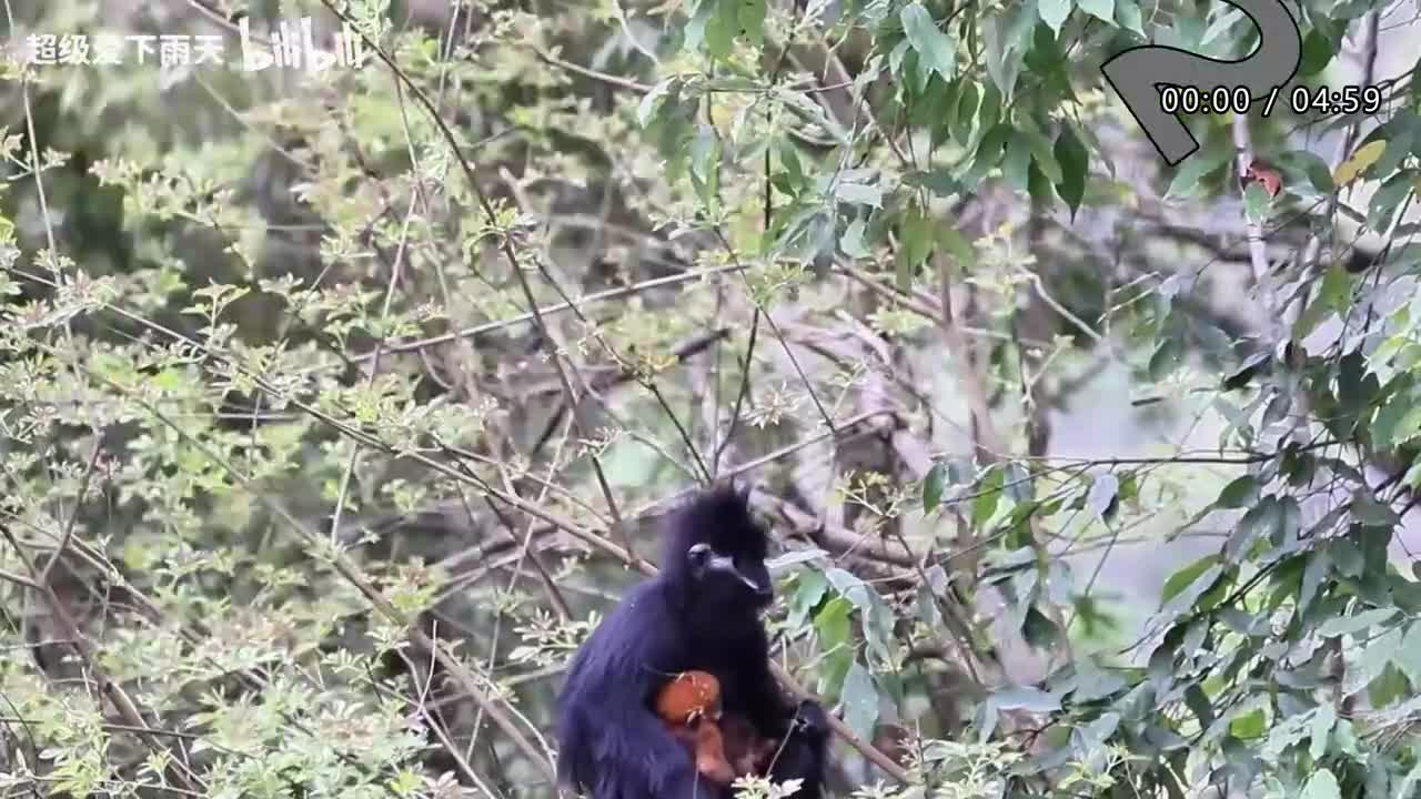 052.柳爽-漠河舞厅