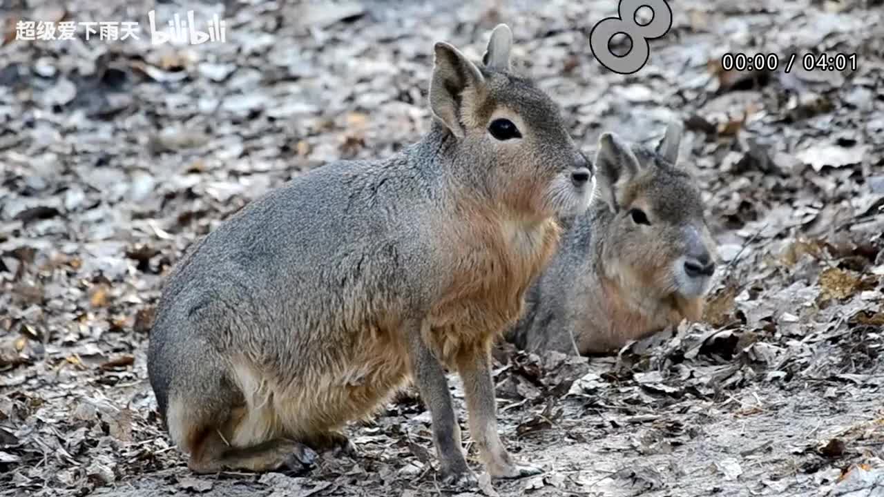 014.戴军-有多少爱可以重来
