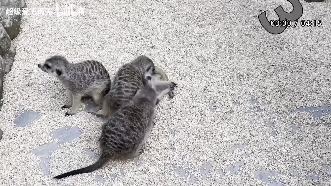 150.任贤齐-心太软