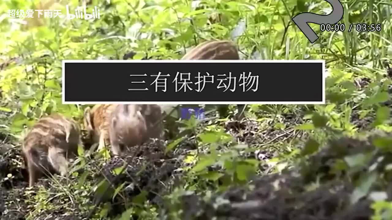 145.林志炫-爱的根源