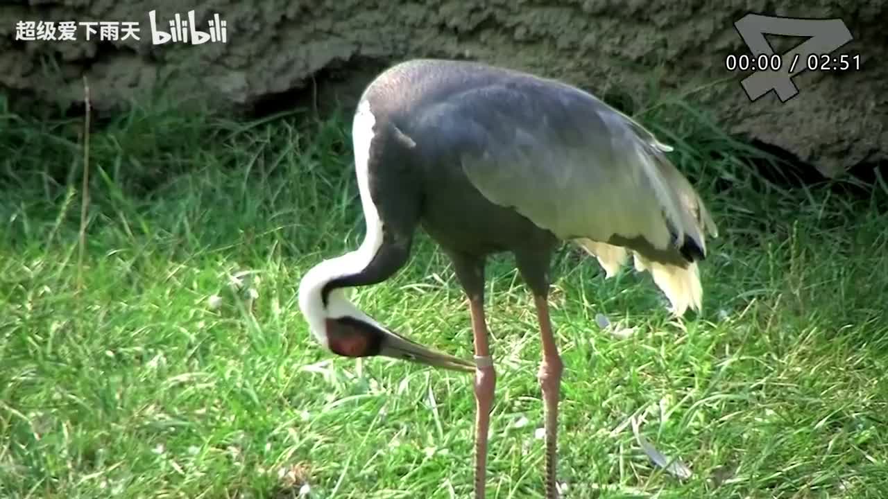 140.阿杜-小酒窝