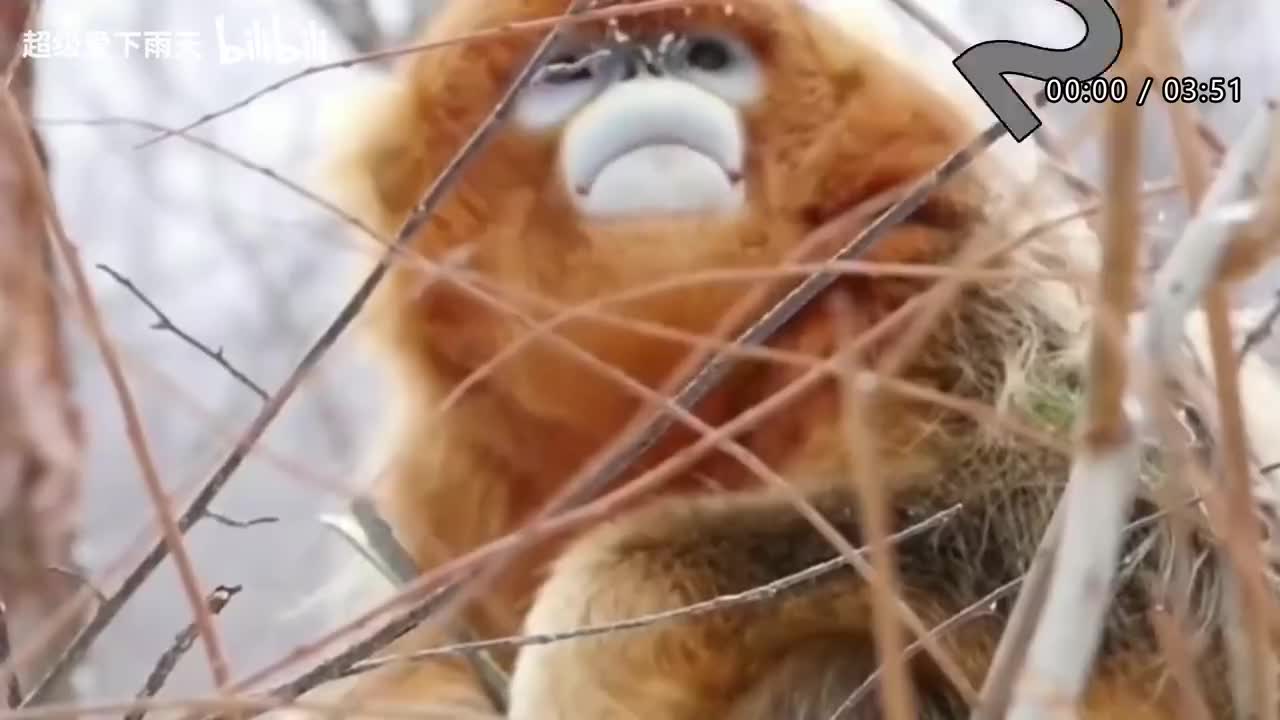 158.凤凰传奇-全是爱