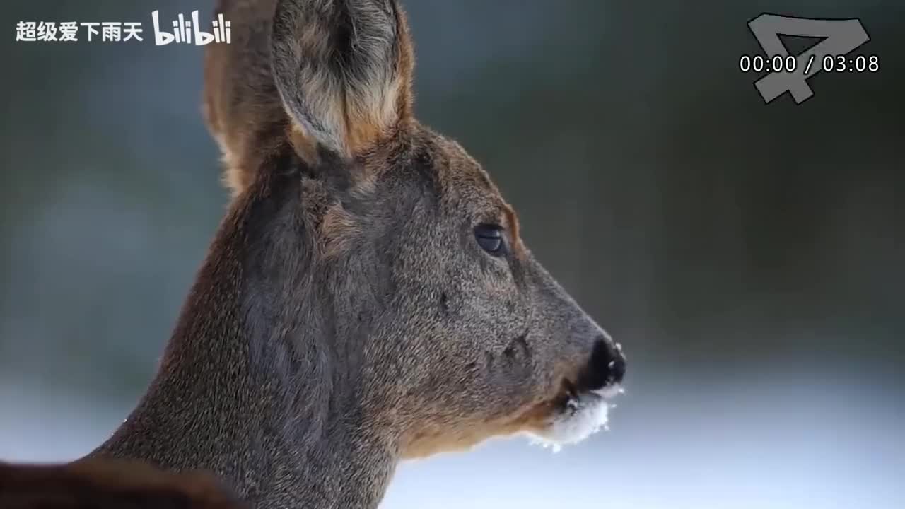 181.周深-好春光