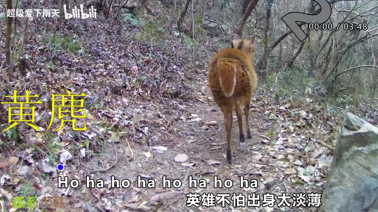 169.凤凰传奇-任逍遥