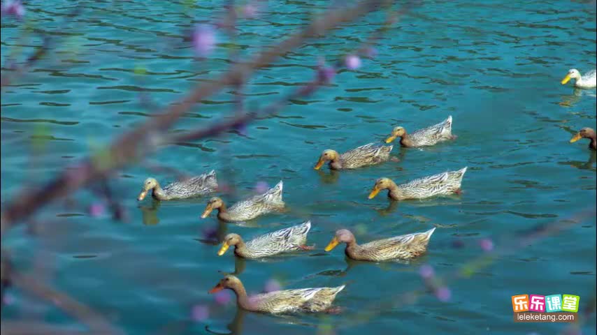 1.1.3 调查周围环境中的生物