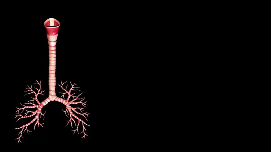 4.3.2 呼吸道中的气管和支气管