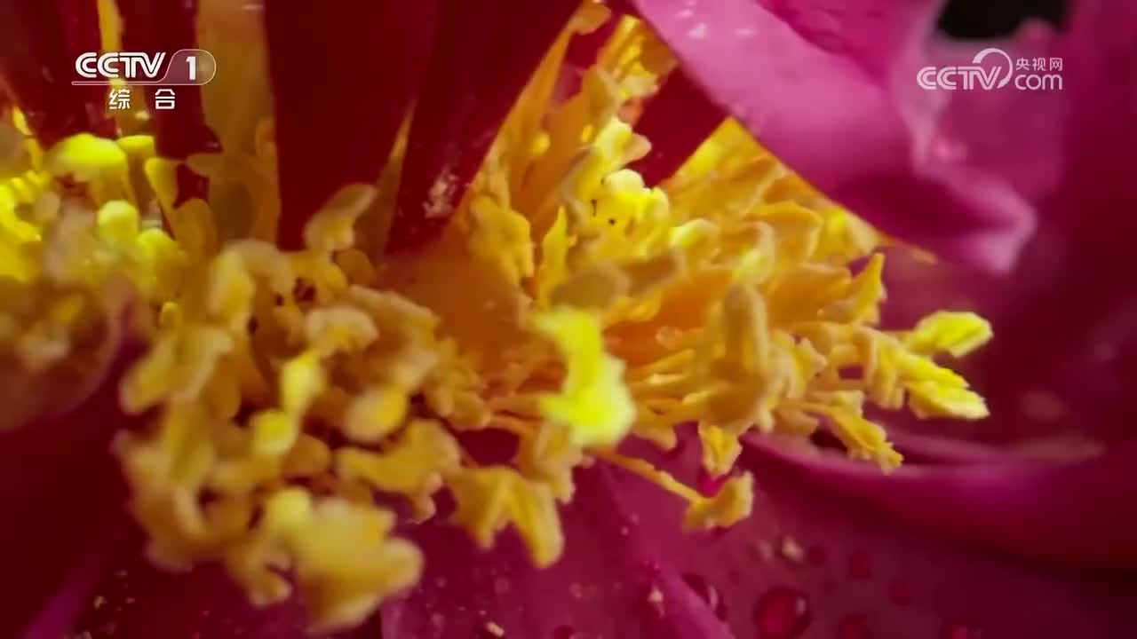 第9集 仙芝如意