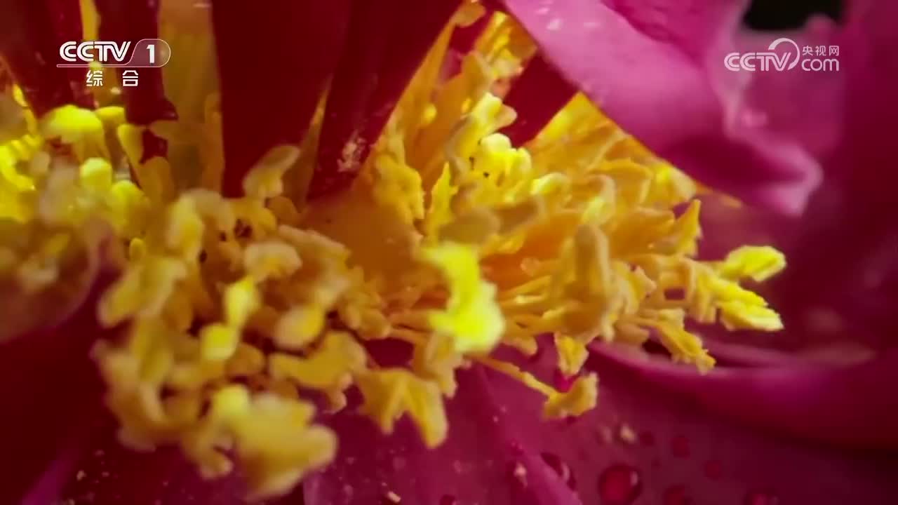 第10集 野葛绵绵