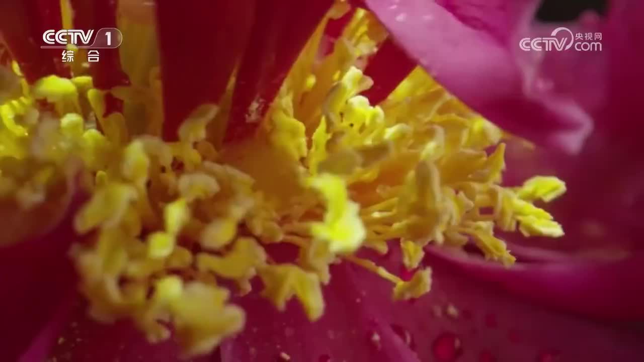 第2集 兰生幽谷