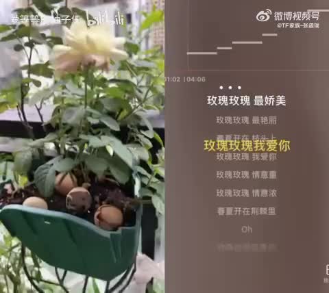 221114 微博 玫瑰玫瑰我爱你