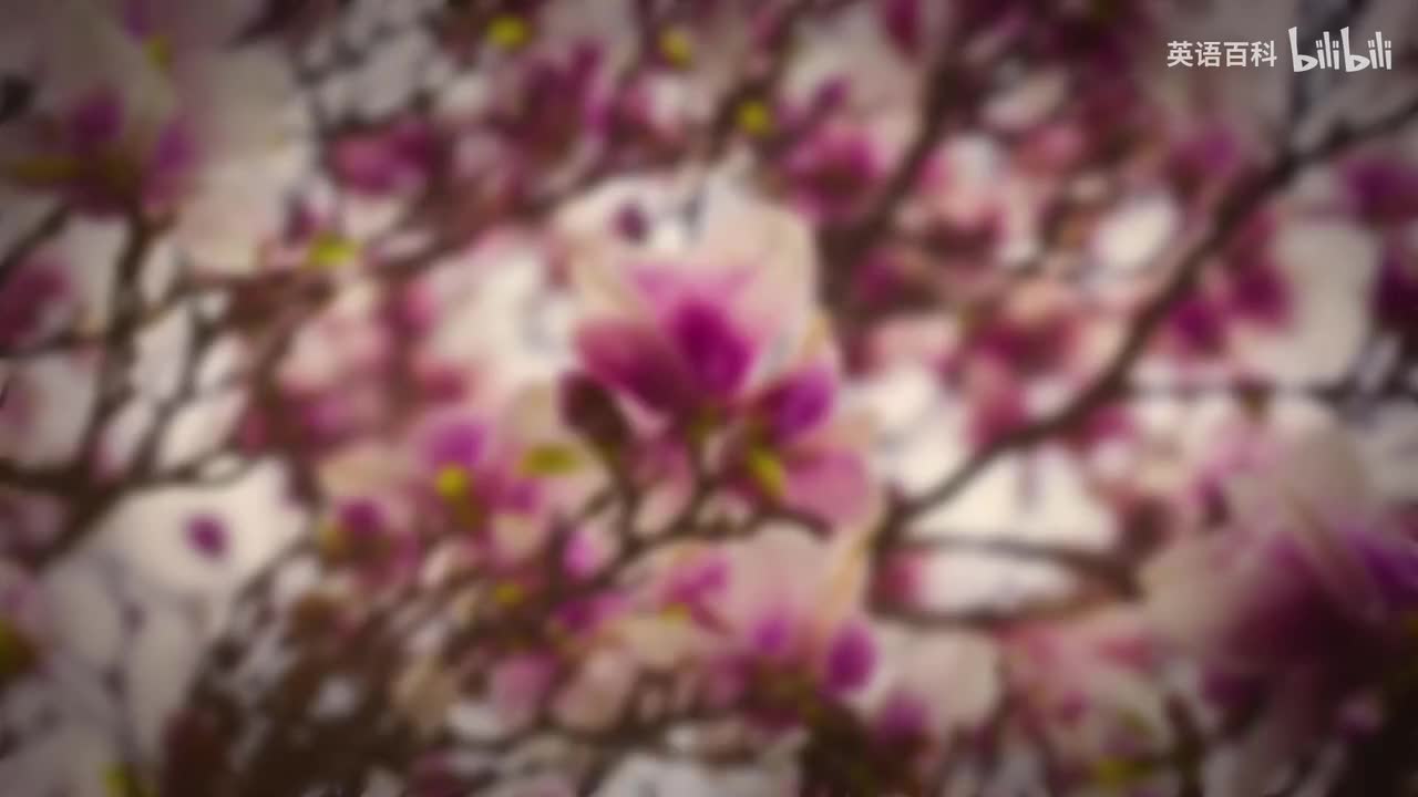 77-Bedtime Sleep Stories 🎩 The Great Gatsby 👒 Romantic Love Sleep Story Clas