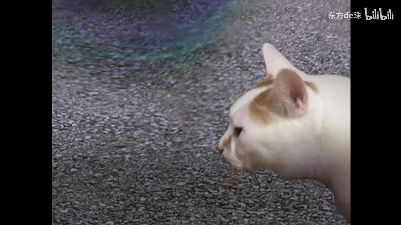 一日 结束 | 猫之怪奇谭