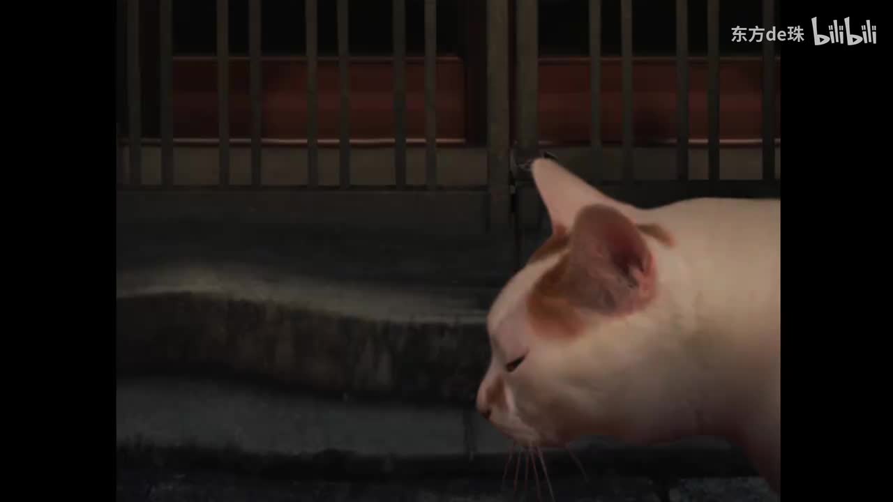 四日 | 猫之怪奇谭