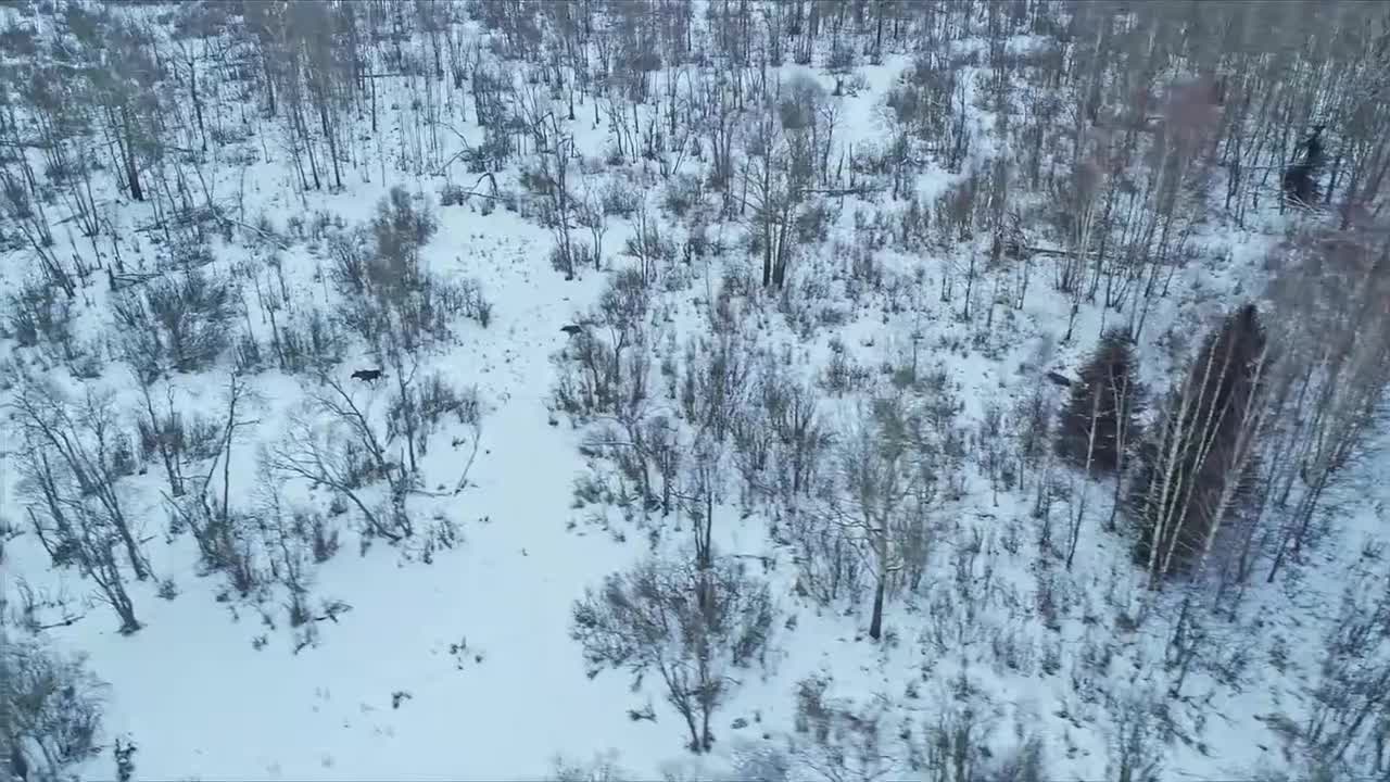 伏尔加河野性国度 大河诞生 3