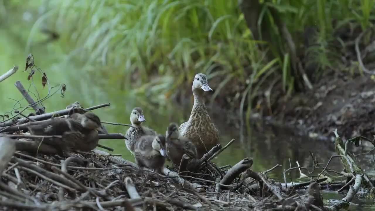 伏尔加河野性国度 大河诞生 11