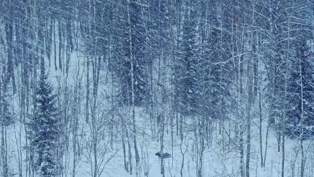 伏尔加河野性国度 大河诞生 4