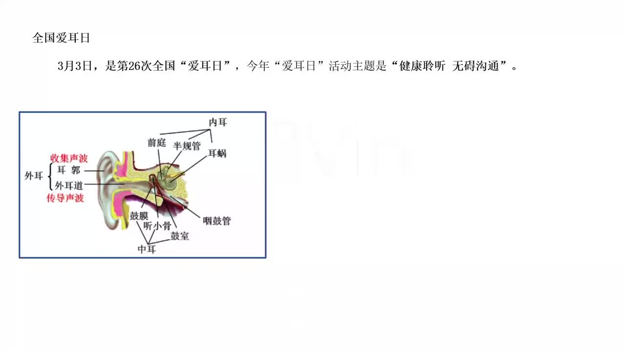 97-耳部结构与功能