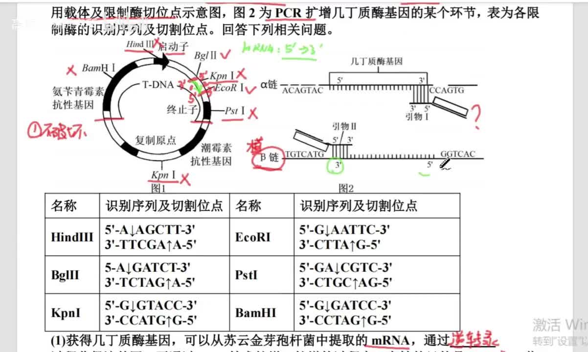 2.重点：PCR过程、引物修饰