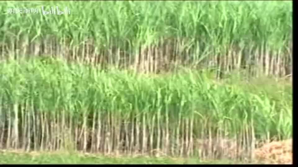 民间小调《刘拐脚》03 陈良福 卢玉萍