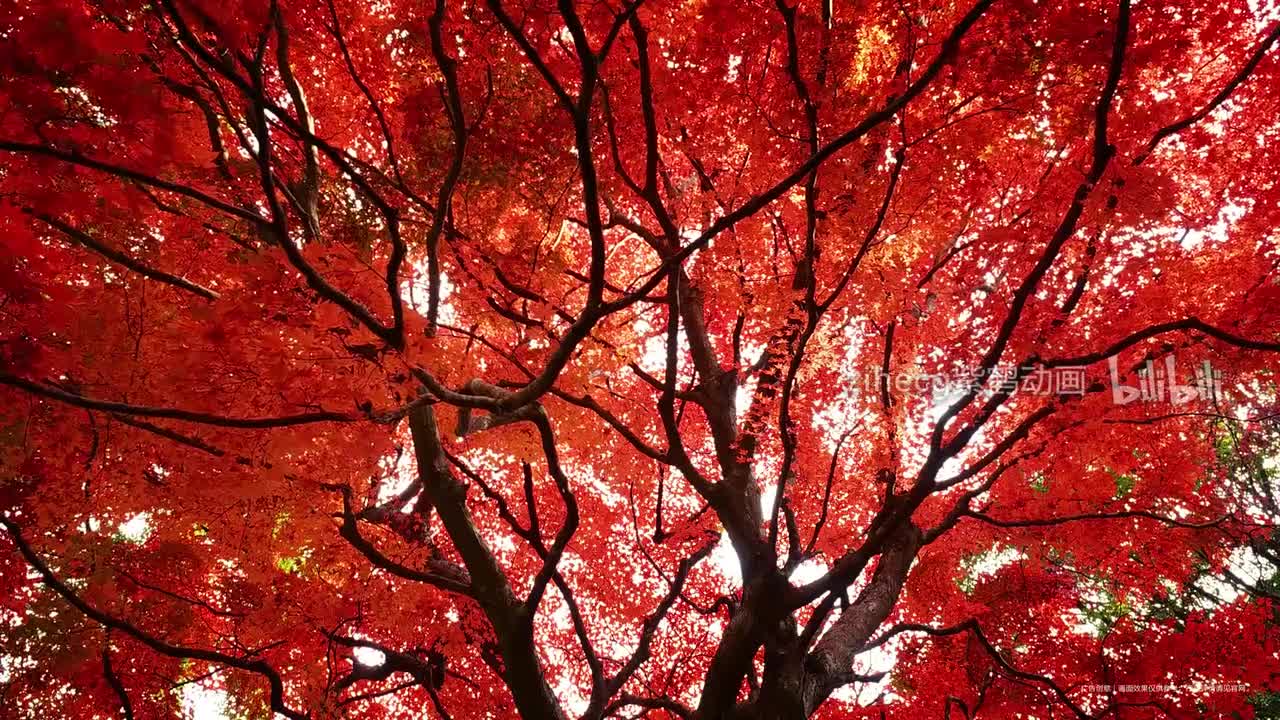 中国广告影片金狮奖2024(1)