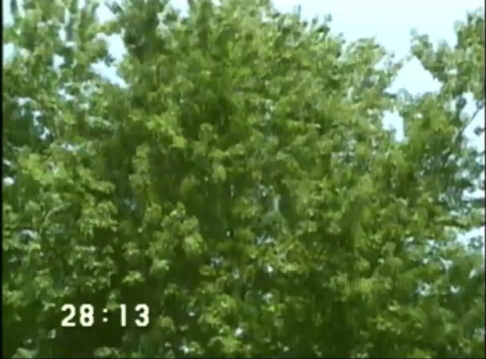 66-《洪恩环境英语》