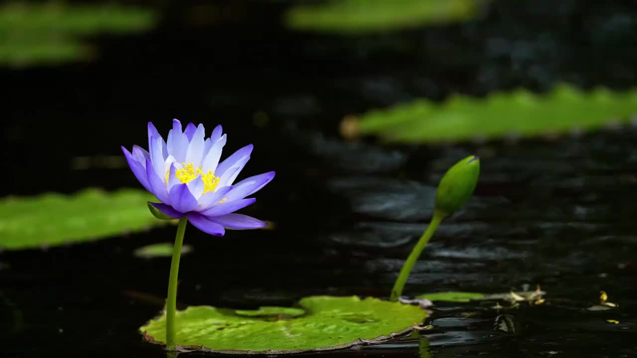 宁师念佛（南无阿弥陀佛）30分钟【无BGM】