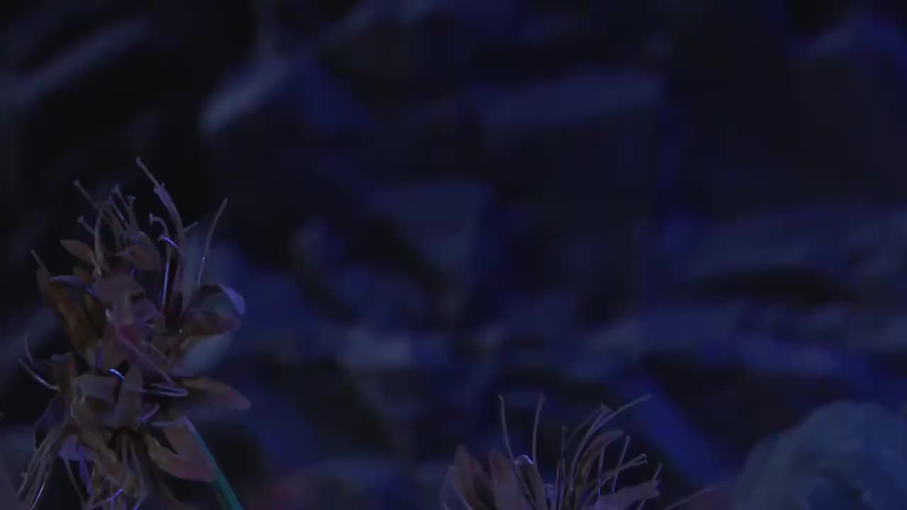 第三十六集（4）