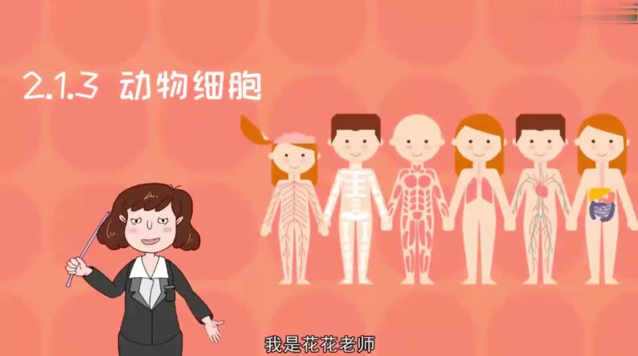 七年级（上）08、2.1.3动物细胞