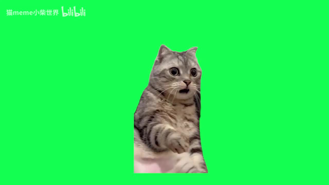 7.震惊猫左拐的（有声）