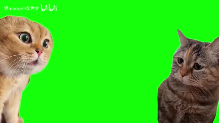 37.质问猫和委屈猫（合成）