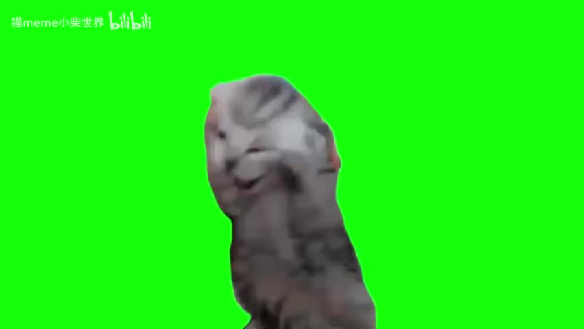 68.抱头尖叫小猫咪（有声）