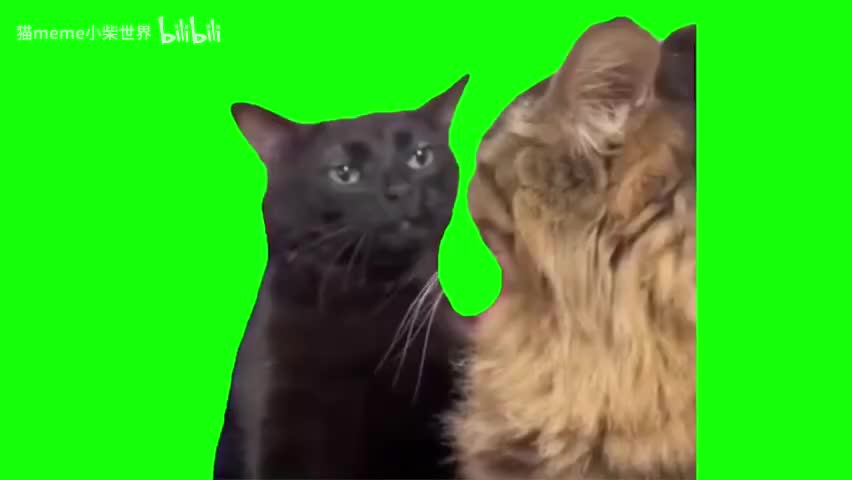 56.黑猫疑惑看橙猫（有声）