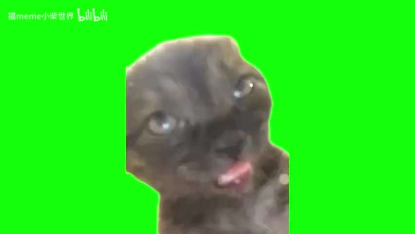 91.吐舌翻白眼黑猫（无声）