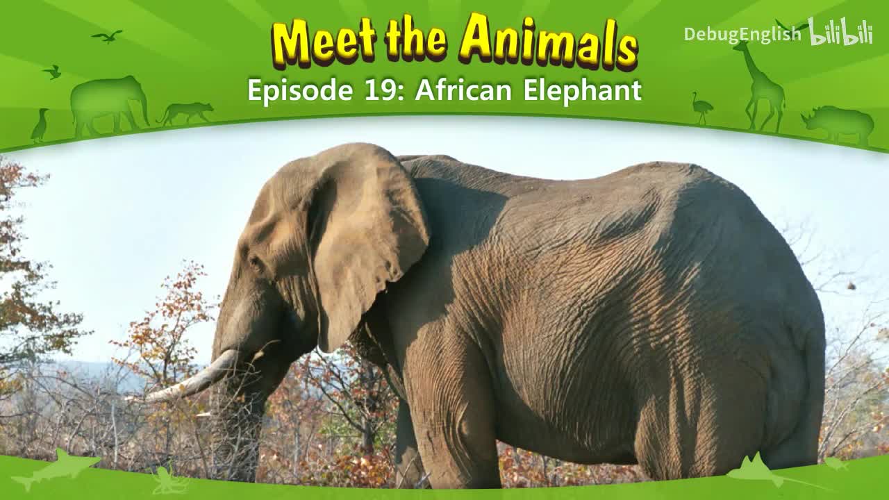 019.African Elephant