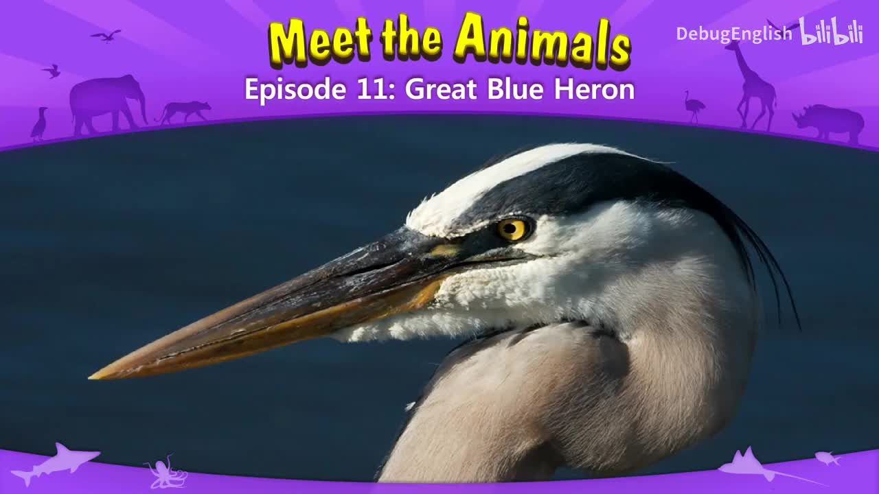 011.Great Blue Heron
