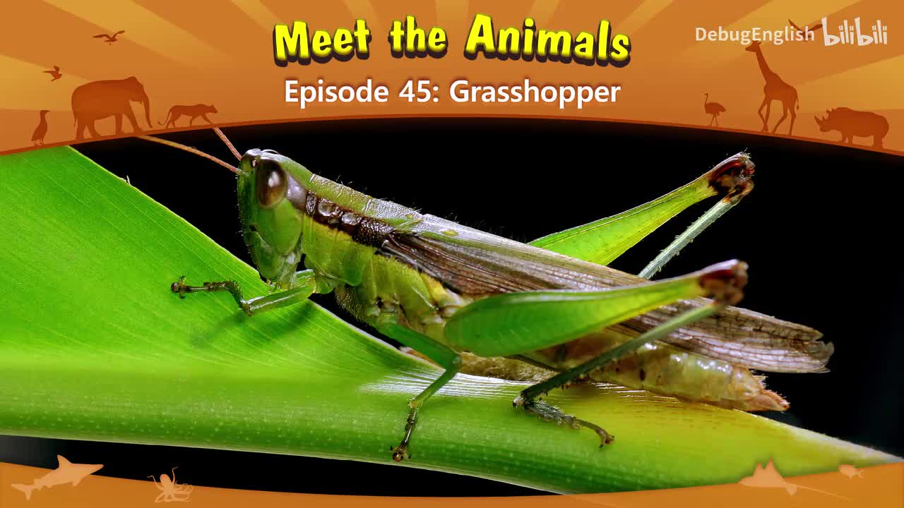 045.Grasshopper.1080p