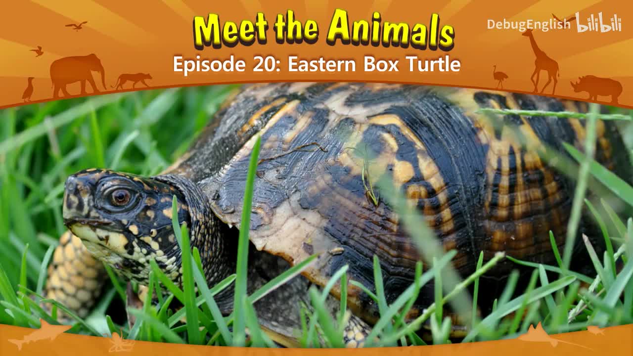 020.Eastern Box Turtle