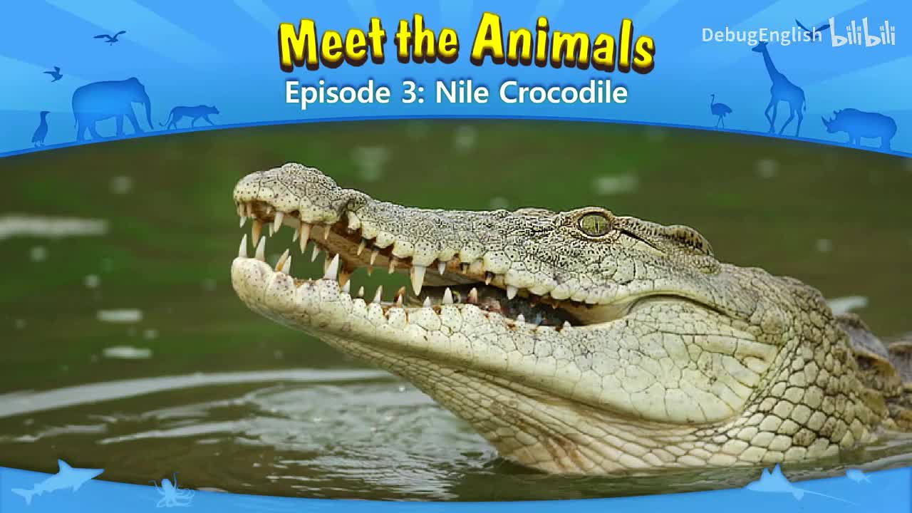003.Nile Crocodile