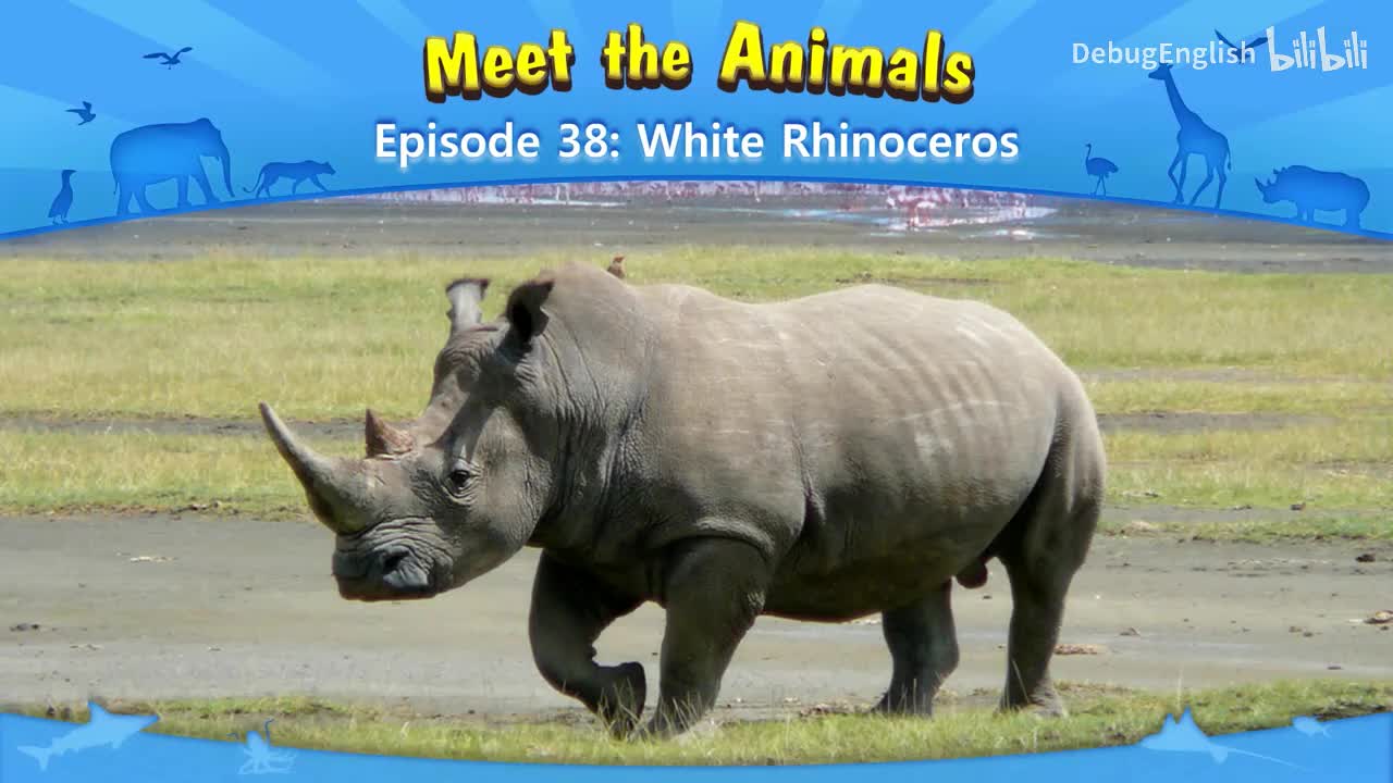 038.White Rhinoceros