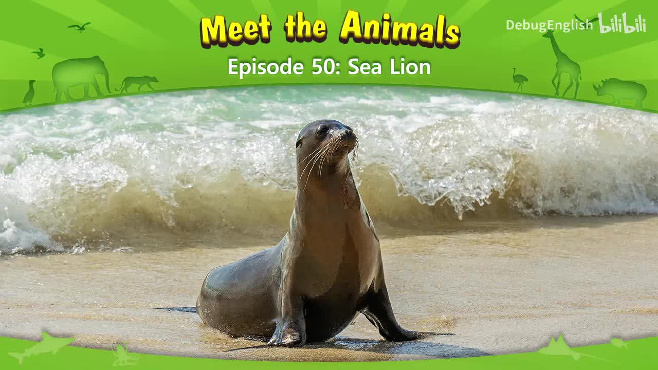 050.Sea Lion.1080p