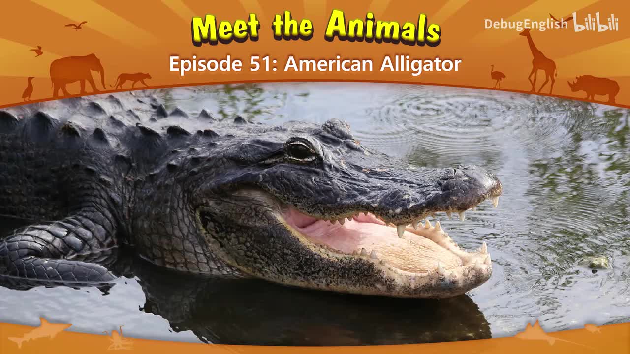 051.American Alligator.1080p
