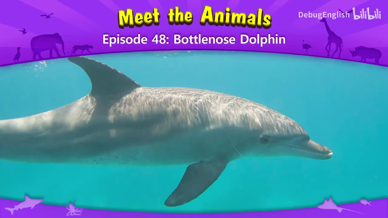 048.Bottlenose Dolphin.1080p