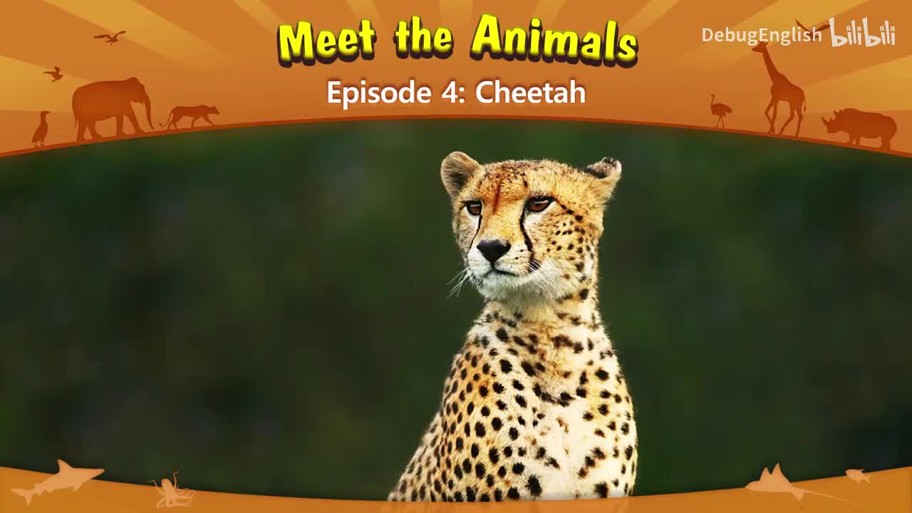 004.Cheetah